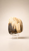 Montana Petrified Wood – Tumbled Stone – 138g
