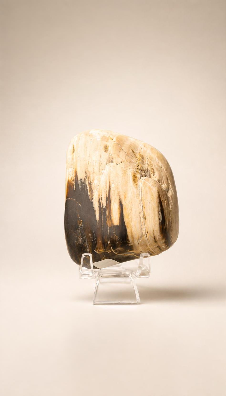 Montana Petrified Wood – Tumbled Stone – 138g