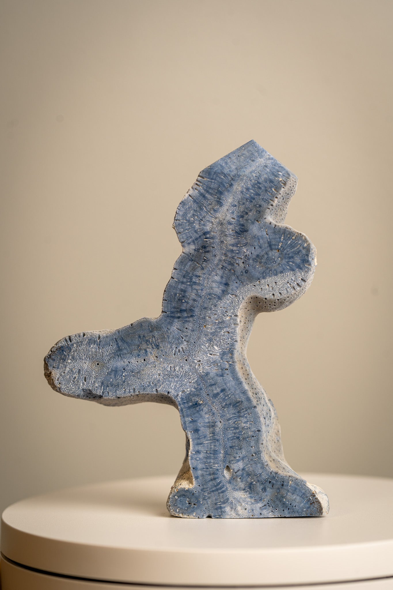 Coral Blue Ridge Coral (Heliopora coerulea) – Tower – 125g